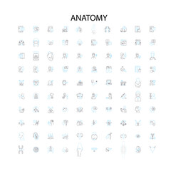 Fototapeta na wymiar anatomy concept icons, signs, outline symbols, concept linear illustration line collection