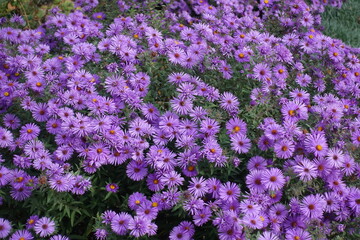 Obraz premium A lot of purple flowers of Symphyotrichum novi-belgii in October