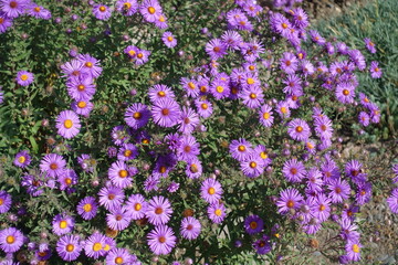 Obraz premium Many purple flowers of Symphyotrichum novi-belgii in September