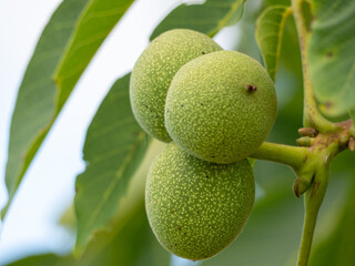 Wahlnüsse auf dem Baum