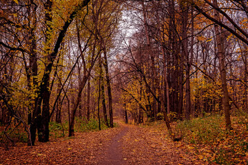 Autumn leaves orange natural park