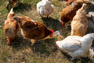 Many different domestic chicken freely walking on ranch backyard and pecking. Countryside farmyard.