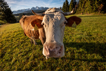 Autumn in the Tatra Mountains. Cows are grazing on the meadow - switch over Łapszanka, with a view of the mountains. Colors and colors of fall
