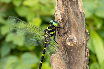 木にとまるオニヤンマのオス　-Golden-ringed dragonfly-