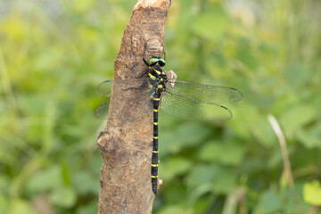 木にとまるオニヤンマのオス　-Golden-ringed dragonfly-