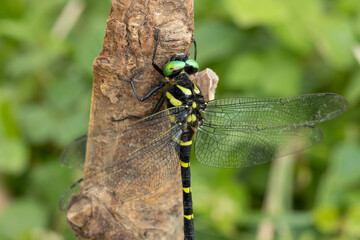 木にとまるオニヤンマのオス　-Golden-ringed dragonfly- © kelly marken
