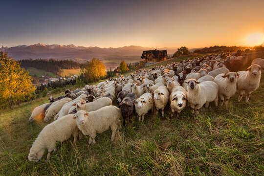 Sheep grazing in the pasture, with a view of the Tatra Mountains. Giewont, Poland. 
Owce na wypasie na hali, z widokiem na Tatry, giewont i podhale, jesień. Miejscwość Gliczar&oacute;w G&oacute;rny.  
