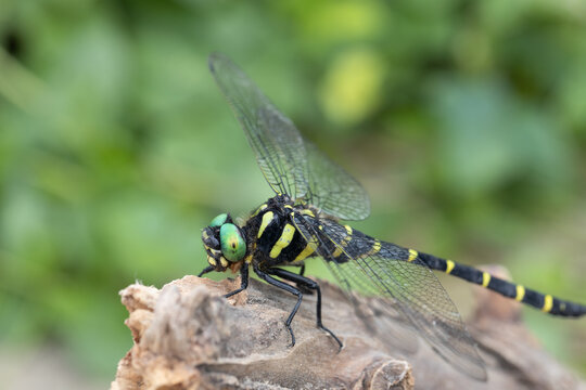 Anotogaster Sieboldii
