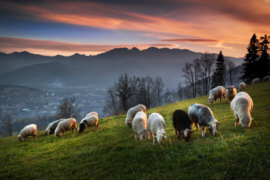 Fototapeta Owce na wypasie na hali, z widokiem na Tatry, giewont i podhale, jesień. Miejsowość Ząb.  Sheep grazing in the pasture, with a view of the Tatra Mountains, Giewont and Podhale, autumn.  