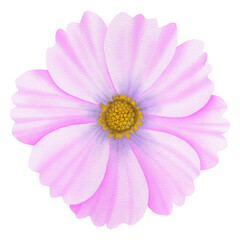 Pink flowers watercolor cosmos illustration.