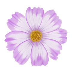 Pink flowers watercolor cosmos illustration.