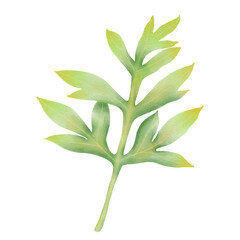 Green leaf watercolor illustration.
