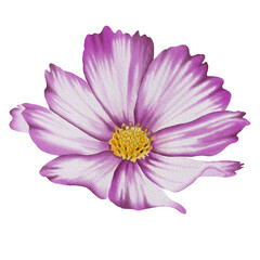 Pink flowers watercolor cosmos illustration.