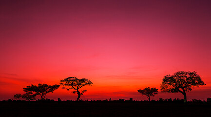 sunset and sunrise.Panorama silhouette tree in africa with sunset.Safari theme.