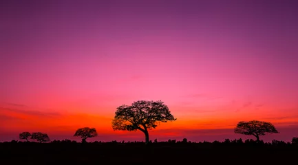Fotobehang sunset and sunrise.Panorama silhouette tree in africa with sunset.Safari theme. © Mohwet