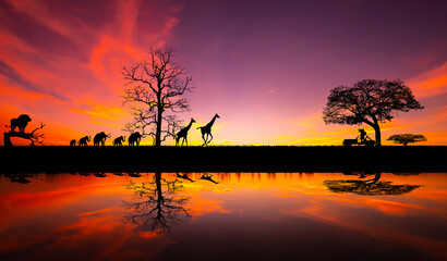sunset and sunrise.Panorama silhouette tree in africa with sunset.Safari theme. - obrazy, fototapety, plakaty
