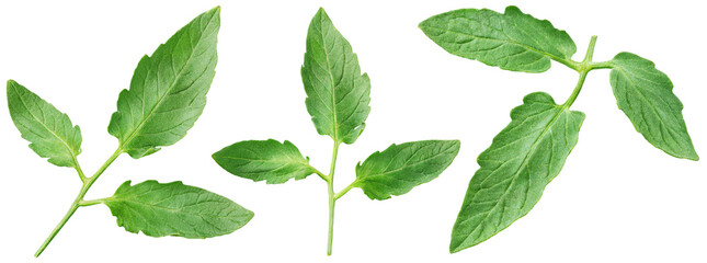 Set of tomato leaves isolated on white background with clipping path