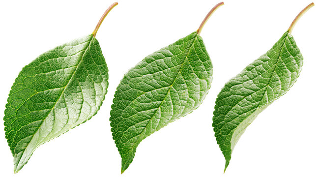 Set of plum leaf isolated on white background. Fruit green leaves with clipping path