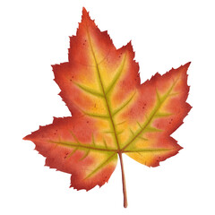 Maple leaf watercolor illustration.