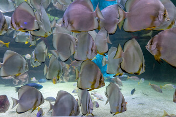 School of beautiful fish in the aquarium