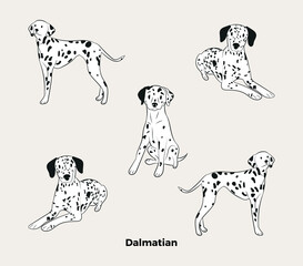 Dalmatian breed, dog pedigree drawing. Cute dogs characters in various poses, design for prints, adorable and cute dalmatian cartoon vector set. in different poses. Flat cartoon style