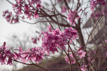 pink blossoms