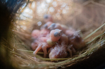 newborn birds