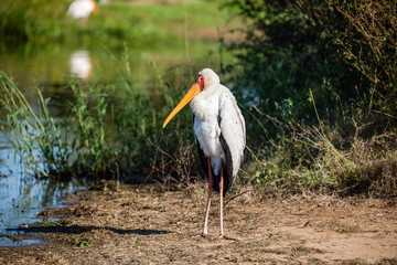 Slender African tantalus, yellow-billed, red-faced stork, in the African savannah. This wild and fished bird is very common in Africa and is known as mycteria ibis.