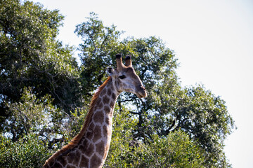 Giraffe's neck in the African savannah, this herbivorous mammal is the tallest animal in the world and very attractive for safaris.