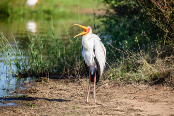 African tantalus, yellow-billed, red-faced stork, living in the African savannah. This wild bird with a large fishing bill is very common in Africa and is known as mycteria ibis.
