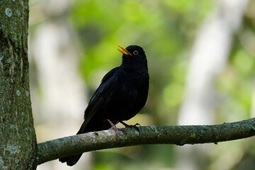 Blackbird on the tree, Turdus merula
