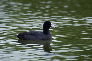 Eurasian coot in the water, Fulica atra