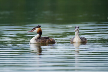 great crested grebes in the water, Podiceps cristatus
