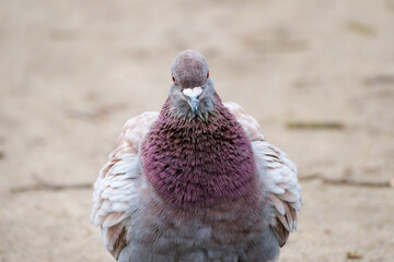 Naklejka premium portrait of common pigeon, rock dove