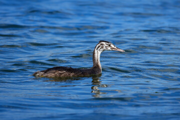 young great crested grebe in the blue water, Podiceps cristatus