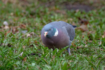 wood pigeon foraging in the forest, Columba palumbus