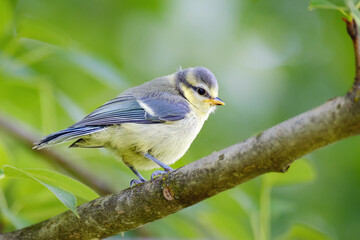Obraz premium Young blue tit on the branch, Cyanistes caeruleus