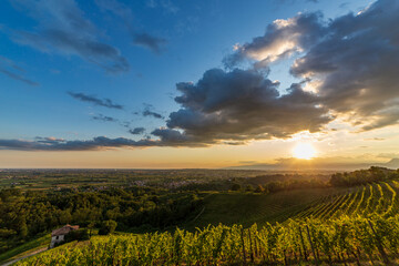 Colorful sunset in the vineyards of Savorgnano del Torre