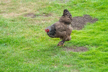 The Brahma chicken, an american chicken that's very large. Big chicken on grass