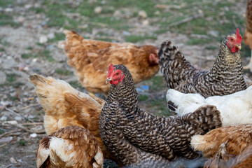 free range chickens a dutch malinois and other breeds together