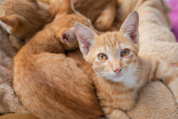 Fototapeta na wymiar Little Cute Cat orange ginger yellow kitten cat on the floor and look at people with curiosity based on the kitten's habit.