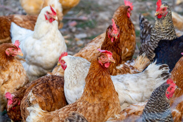 free range chickens a iza brown chicken and other breeds together