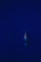 Fototapeta na wymiar Amazing pictures of humpback whale in Reunion island