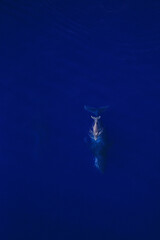 Fototapeta na wymiar Amazing pictures of humpback whale in Reunion island
