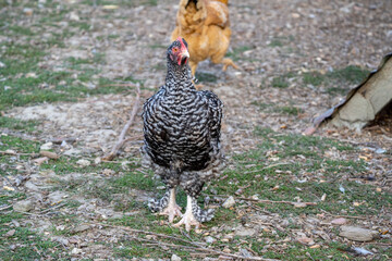 The Malines, Dutch: 'Mechelse Koekoek', a Belgian breed of large domestic chicken hen walking on a farm	