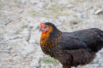 black chicken in the farm
