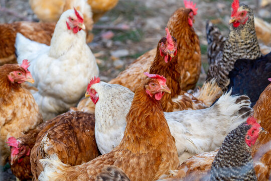 free range chickens a iza brown chicken and other breeds together