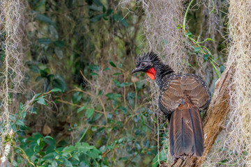 A large bird with ruffled feathers perched on a dead trunk