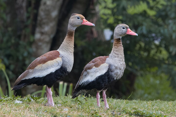 A couple of teals resting on the riverbank