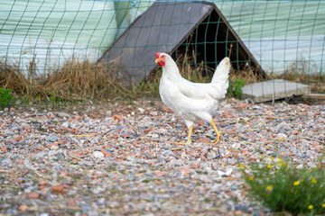 white chicken on a farm. White leghorn (livorno) chicken (known for laying the most eggs of all chickens)  - obrazy, fototapety, plakaty